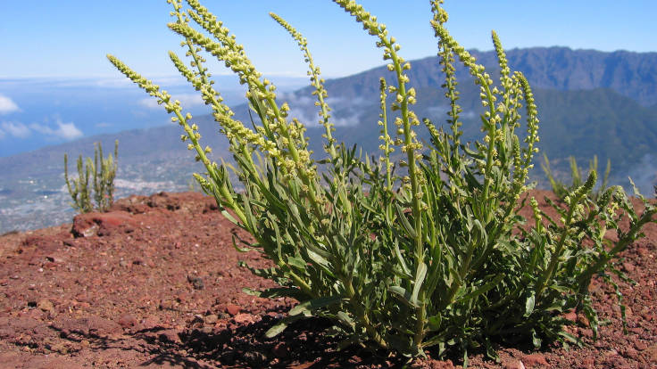 Long stemmed green flowered small plant in very dry soil, mountain bay backdrop
