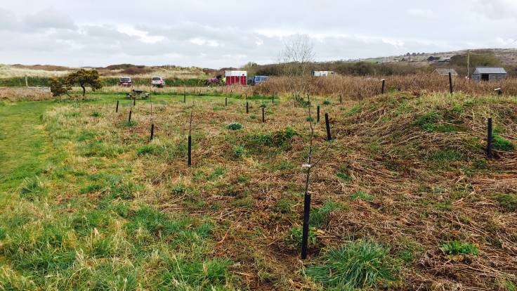 Newly planted apple trees with rabbit guards, car park and sand dunes in the distance