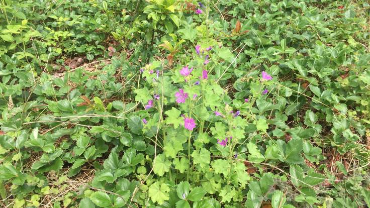 Photo of common Mallow in front of Japanese quince and with strawberry ground cover