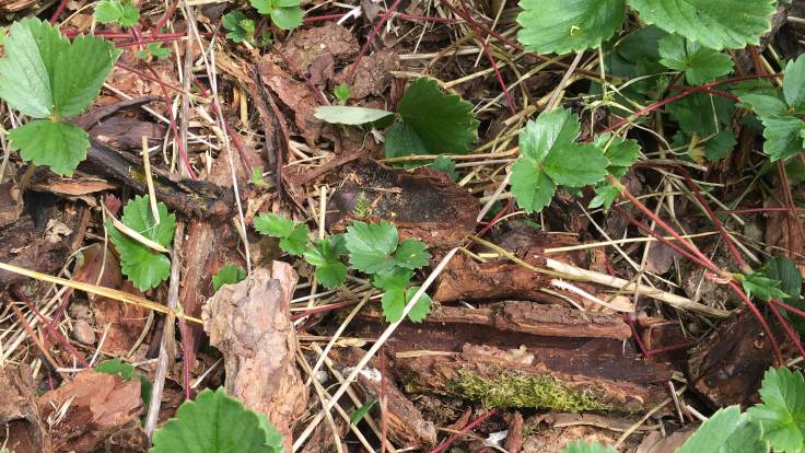 Small green leaves on mossy bark mulch