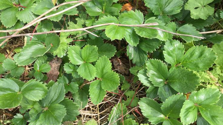 Strawberry leaves