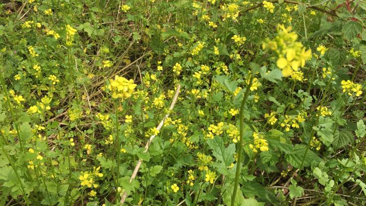 Yellow flowers and green foliage of the white mustard