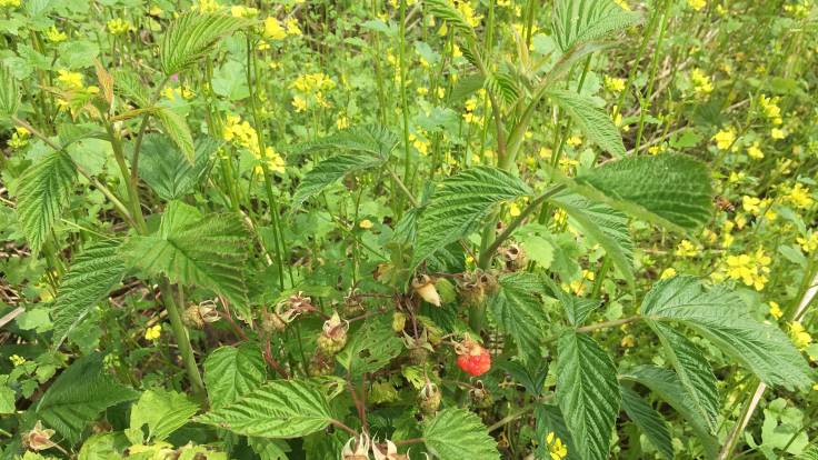 One ripe raspberry on a raspberry plant, with yellow flowers in the backgroudn