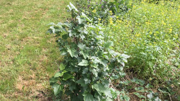 Top of blackcurrant, grass on left background, yellow flowered mustard on right