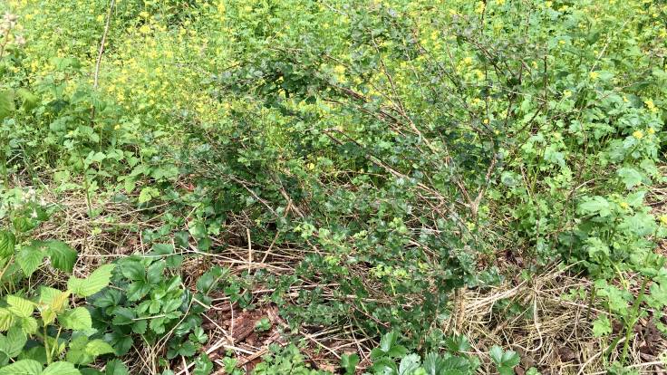 Barely visible wonky gooseberry in amongst green foliage