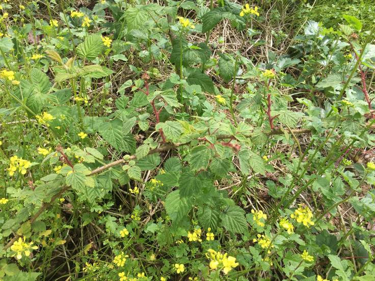 Jumble of wineberry leaves in amongst the green garden