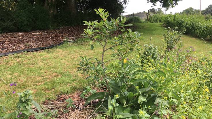 Small apple tree, comfrey in front, grass path and gate behind