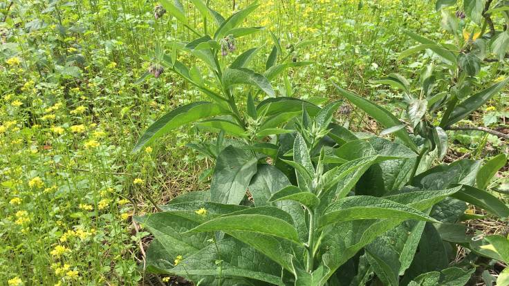 Comfrey big pointy leaves