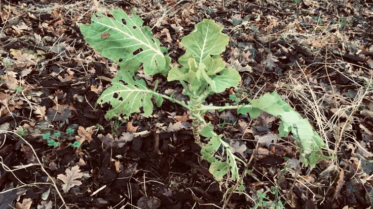 Ragged looking tree cabbage