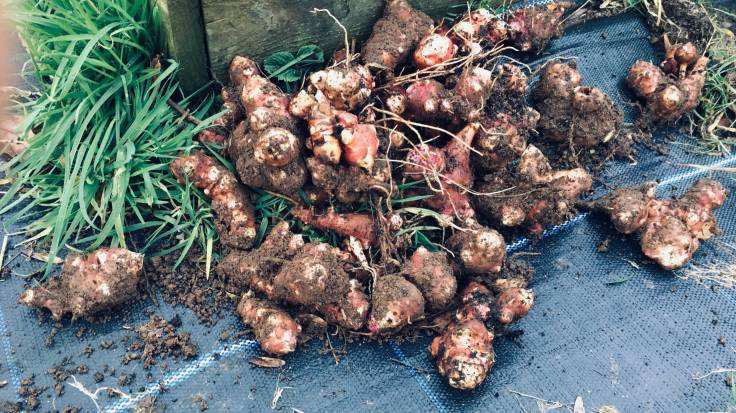 Pile of freshly harvested, muddy, knobbly Jerusalem Artichokes next to raised bed