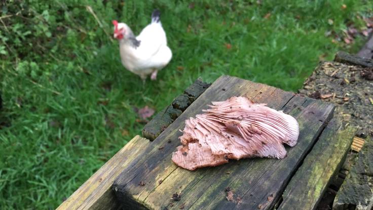 Piece of fungi on top of compost bin, chicken walking past
