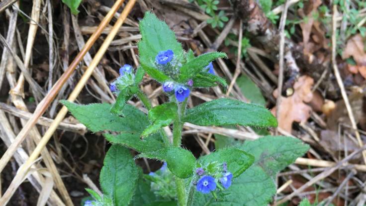 Small blue flower