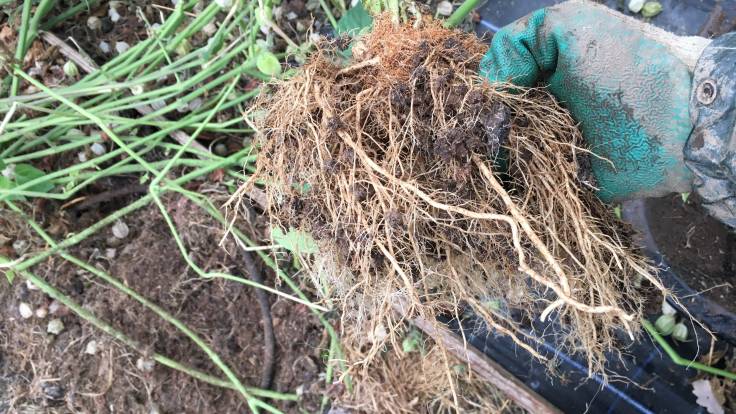 Hand holding plants showing a mass of thin white roots