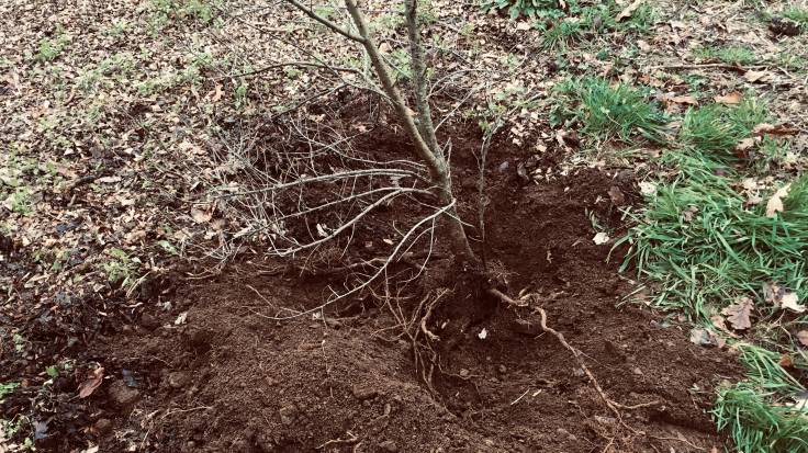 Half dug roots of large shrub