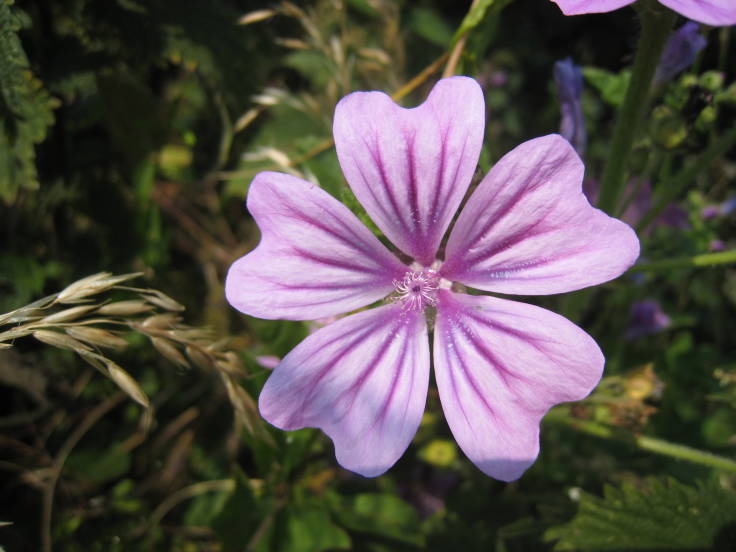 Close up of pink 5 petalled flower