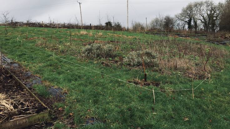 Area marked out with white string and bamboo