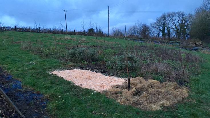 Two deturfed areas mulched with hay and wood shavings