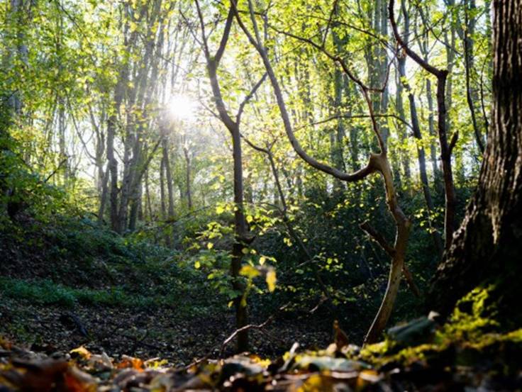 Woodland