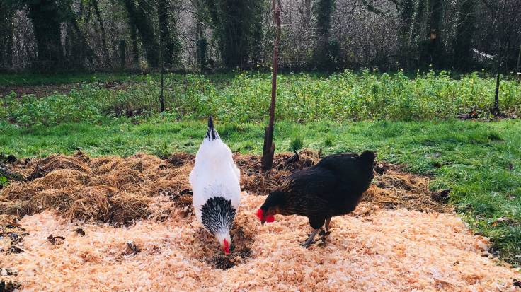 Two chickens pecking on wood shaving mulch