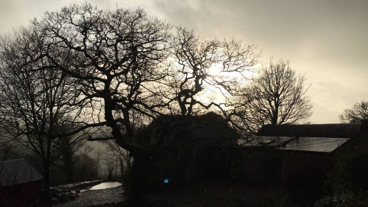 Outbuildings, bare tree in silhouette against sun