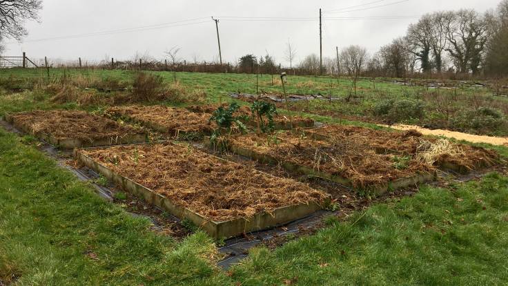 Six raised beds mulched with old hay