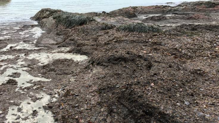 Thick deposits of leaf litter and seaweed on the bich