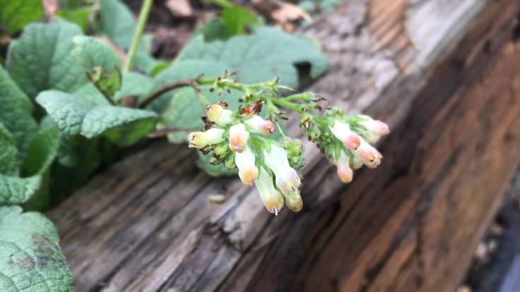 Comfrey flowering in raised bed