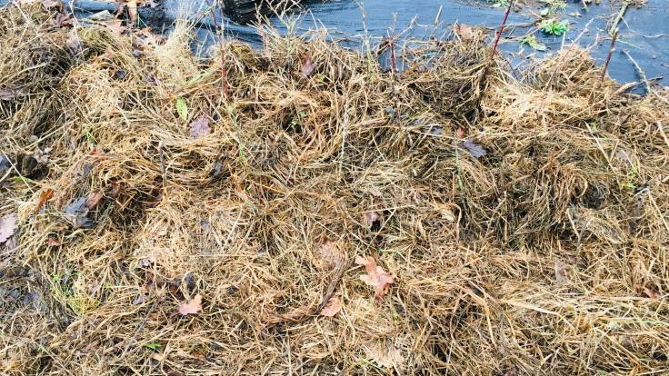 Heavily mulched blackcurrant hardwood cuttings