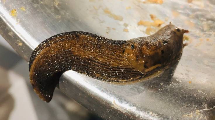 Slug in a metal dog bowl