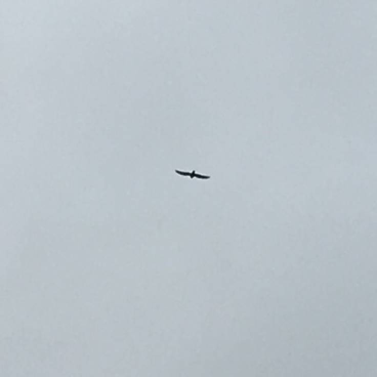 Blurry silhouette against grey sky of a hawk