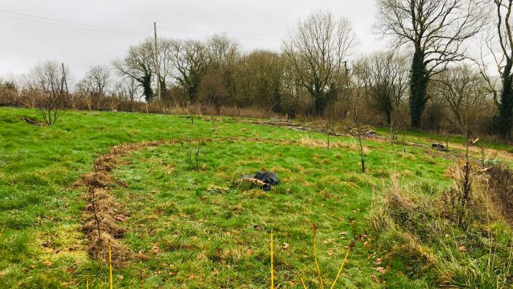 Very young curved windbreak hedge in grass