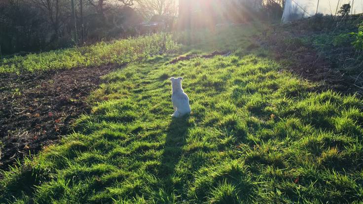 Small white dog sitting in sun, casting long shadow on grass