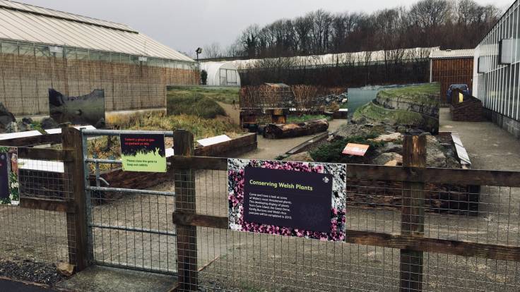 Conserving Welsh Plants garden, and rabbit-proof fencing, at Botanic Garden Wales