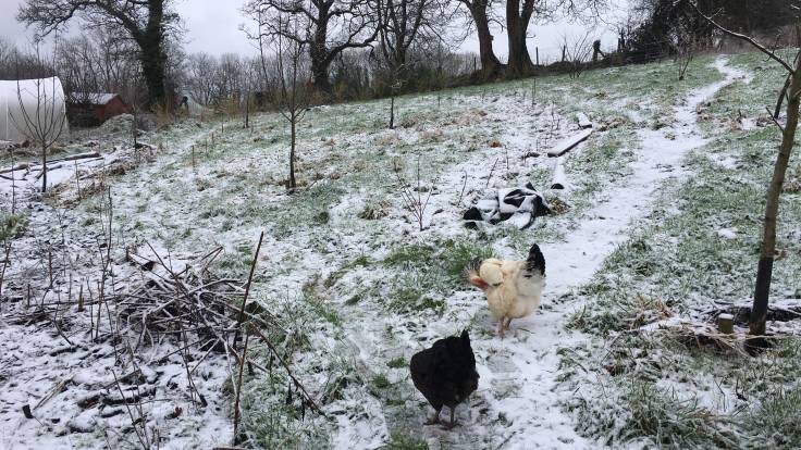 Snow covered young orchard on hill and chickens