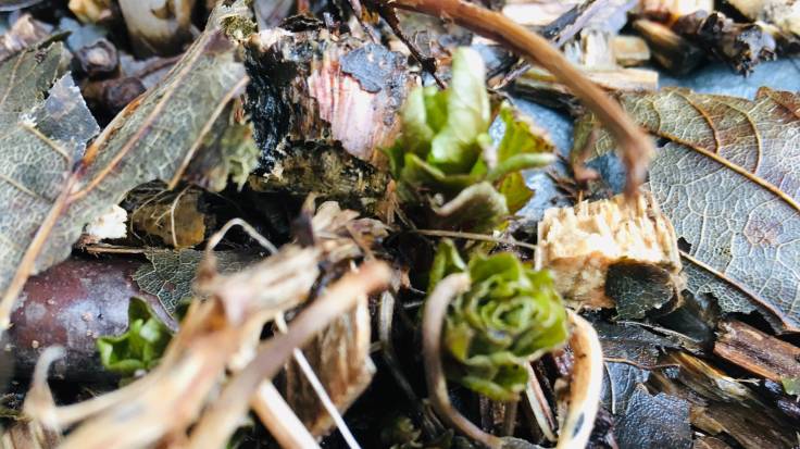 Shoots of Caucasian Spinach emerging through woodchip mulch