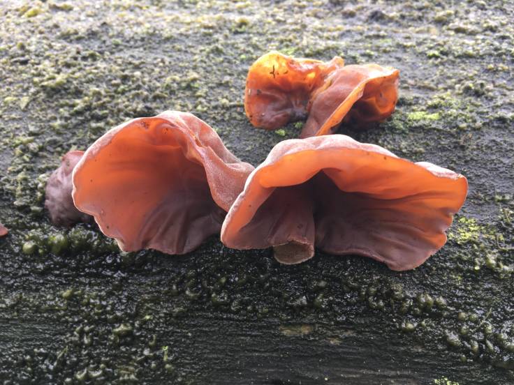 Fleshy orange fungi on tree
