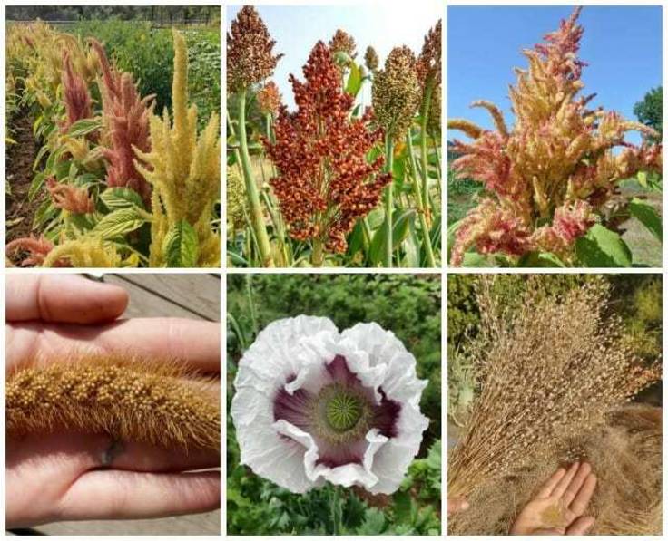 Collage of heads of grain, copyright A Way to Garden
