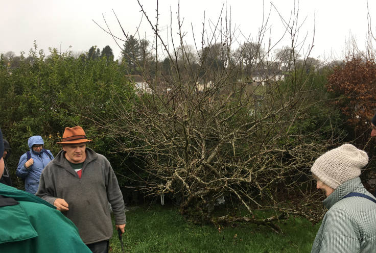 Very twiggy apple tree, man with hat and saw