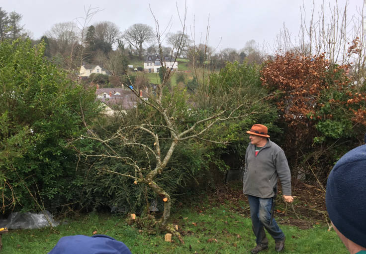 Same apple tree as above, this time pruned hard