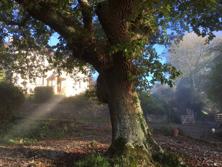 Big oak trunk, house in background through sunbeam