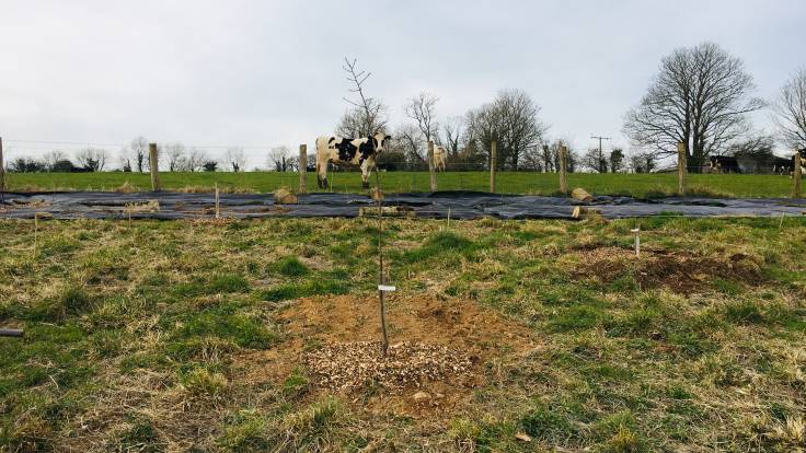 Newly planted trees in greenfield site