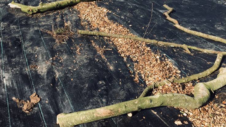 Woodchip mulch on gap between sheet mulch