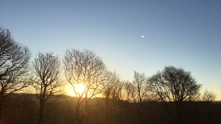 Sunrise through bare trees