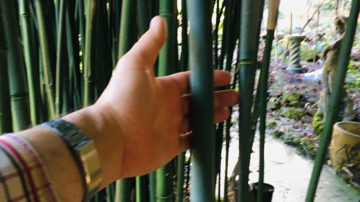 Hand stretched out to big bamboo