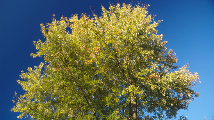 Green tree against blue sky, photo by Jeff Kubina on Flickr
