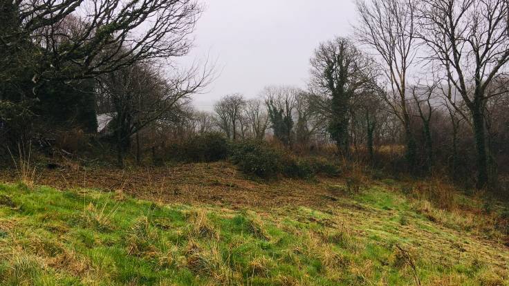 Cleared bramble area on sloping meadow