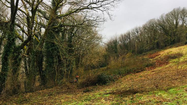 Trees, bramble, mower in the midst.
