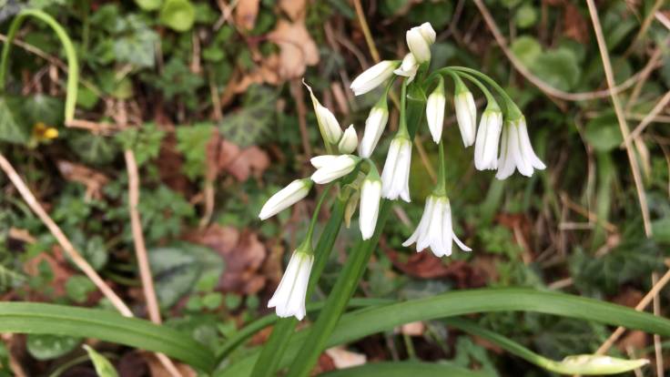 White pendulous flowers of Three Cornered Leek