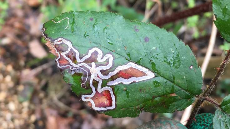 Squiggly bright patterns on green bramble leaf