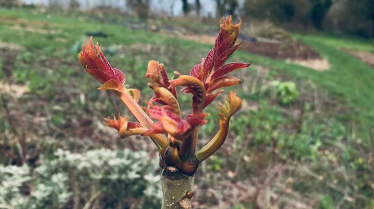 Young reddish shoots atop thin stem